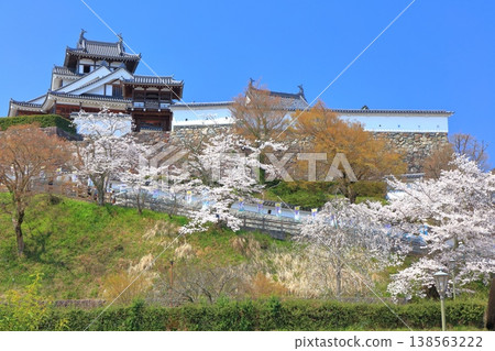 [Kyoto Prefecture] Fukuchiyama Castle with cherry blossoms in full bloom 138563222