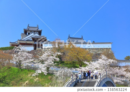【京都府】福知山城與升龍橋,櫻花盛開。 【京都府】福知山城與升龍橋,櫻花盛開。 138563224