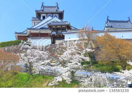 [Kyoto Prefecture] Fukuchiyama Castle with cherry blossoms in full bloom 138563230