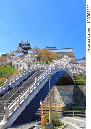 【京都府】福知山城與升龍橋，櫻花盛開。 138563265