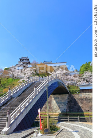 [Kyoto Prefecture] Fukuchiyama Castle and Shoryu Bridge with cherry blossoms in full bloom 138563268