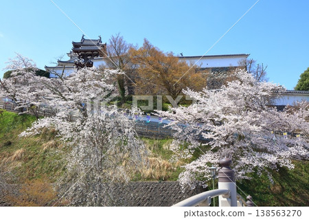 [Kyoto Prefecture] Fukuchiyama Castle with cherry blossoms in full bloom 138563270