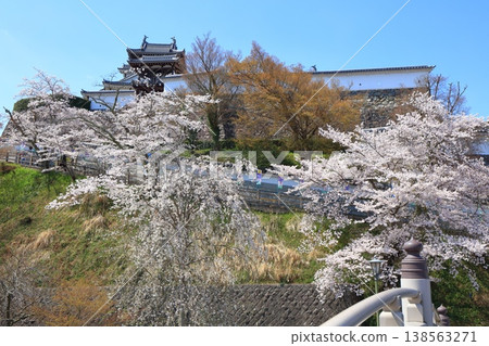 [Kyoto Prefecture] Fukuchiyama Castle with cherry blossoms in full bloom 138563271