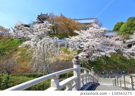 【京都府】福知山城與升龍橋,櫻花盛開。 【京都府】福知山城與升龍橋,櫻花盛開。 138563275