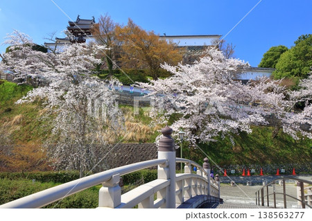 【京都府】福知山城與升龍橋，櫻花盛開。 138563277