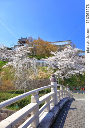 【京都府】福知山城與升龍橋，櫻花盛開。 138563278