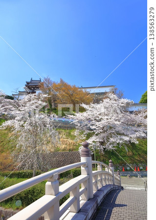 [Kyoto Prefecture] Fukuchiyama Castle and Shoryu Bridge with cherry blossoms in full bloom 138563279