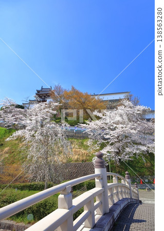 【京都府】福知山城與升龍橋，櫻花盛開。 138563280