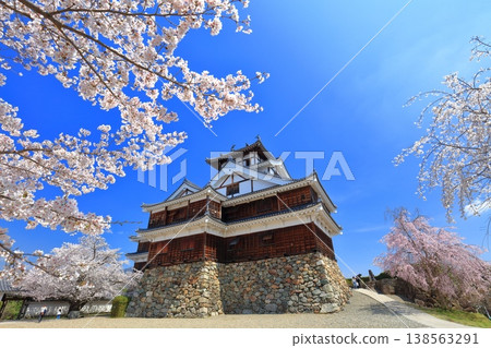 【京都】福知山城櫻花盛開 138563291