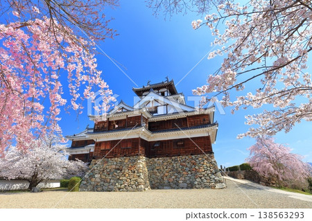 [Kyoto Prefecture] Fukuchiyama Castle with cherry blossoms in full bloom 138563293