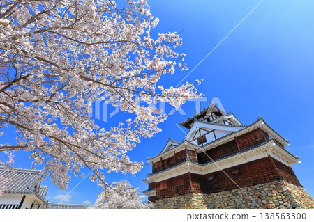 [Kyoto Prefecture] Fukuchiyama Castle with cherry blossoms in full bloom 138563300