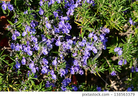 Rosemary (Lamiaceae family), Salvia genus Rosemary (Lamiaceae family), Salvia genus 138563379