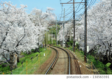 京都Arashi櫻桃樹 京都Arashi櫻桃樹 138563391