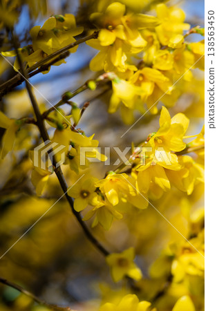 Golden yellow forsythia flowers blooming in spring sunlight with soft bokeh background and fresh seasonal nature concept Golden yellow forsythia flowers blooming in spring sunlight with soft bokeh background and fresh seasonal nature concept 138563450
