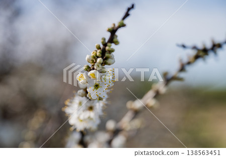 Delicate white blossom on tree branch in spring sunlight with soft bokeh background and fresh seasonal nature concept Delicate white blossom on tree branch in spring sunlight with soft bokeh background and fresh seasonal nature concept 138563451