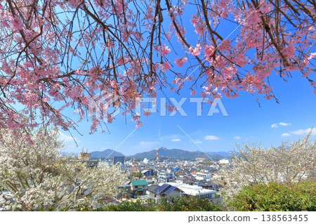 【京都府】從福知山城眺望福知山市及盛開的櫻花。 【京都府】從福知山城眺望福知山市及盛開的櫻花。 138563455