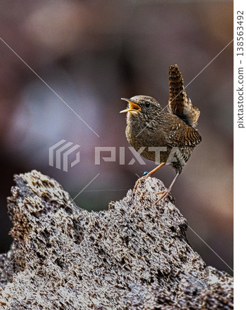 早春時節，一隻鷦鷯的鳴叫聲響徹山谷（第二部） 138563492