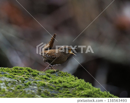 一隻鷦鷯在歌唱，它的歌聲在早春的山谷中迴盪（第三部分） 138563493