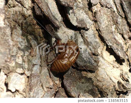 半半蟬蟬殼 138563515