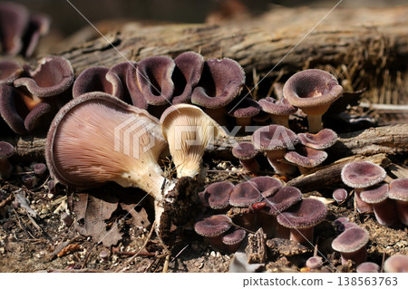 紅毛水菇(Hygrophorus erythrosora)毛狀表面的花褶形狀特寫及幼菇(戶外野外動物微距攝影) 紅毛水菇(Hygrophorus erythrosora)毛狀表面的花褶形狀特寫及幼菇(戶外野外動物微距攝影) 138563763