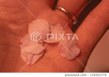 Cherry blossom petals gathered in the palm of my hand, the gentle lingering feeling of spring. 138563779