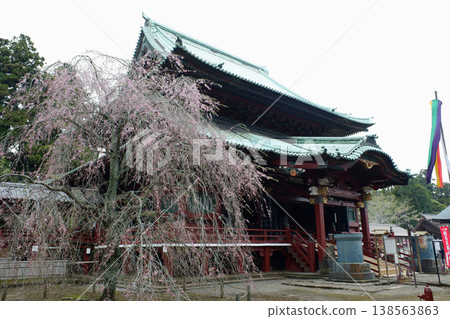 千葉縣君津市鹿山觀王寺：正殿與垂枝櫻花樹 138563863