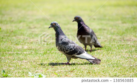 Two wild pigeons walking side by side on the grass in a park on a sunny day. Two wild pigeons walking side by side on the grass in a park on a sunny day. 138563885