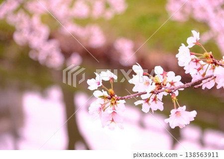 櫻花倒映在水面上：春季背景素材，左側留有文字空間。 138563911
