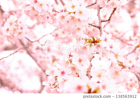盛開的櫻花特寫：明亮高調的春季背景素材 138563912