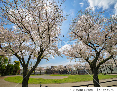 Big cherry tree Big cherry tree 138563970
