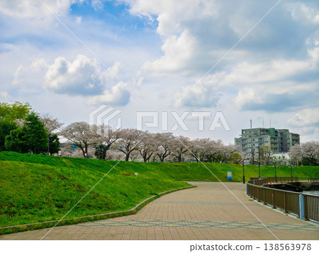 Cherry trees blooming along the Nakagawa riverbank and apartment buildings Cherry trees blooming along the Nakagawa riverbank and apartment buildings 138563978