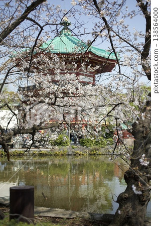 Cherry blossoms in Ueno Park Cherry blossoms in Ueno Park 138564000