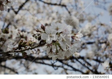 Yoshino cherry tree Yoshino cherry tree 138564001