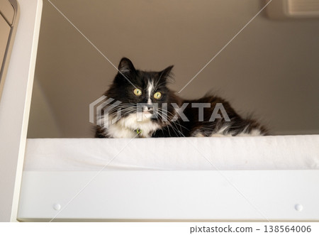 Black and white cat resting on bunk bed indoors cozy home pet lifestyle concept Black and white cat resting on bunk bed indoors cozy home pet lifestyle concept 138564006