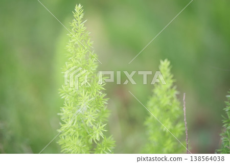 Asparagus Asparagus 138564038