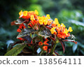 Fresh blooming red and yellow Chrysothemis flower plant grow in the tropical garden 138564111