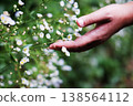 A hand softly touches delicate small white daisies wildflowers in tropical garden 138564112