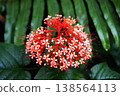 Top view of Blooming red Clerodendrum paniculatum or pagoda flower branch in tropical garden 138564113