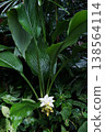 Fresh blooming white turmeric flower in tropical forest 138564114