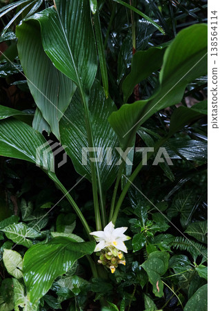 Fresh blooming white turmeric flower in tropical forest Fresh blooming white turmeric flower in tropical forest 138564114