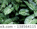 Fresh green Syngonium leaves in natural and tropical forest background 138564115