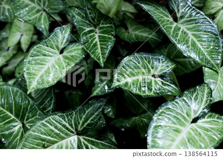 Fresh green Syngonium leaves in natural and tropical forest background Fresh green Syngonium leaves in natural and tropical forest background 138564115