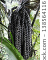 Fresh fruits of moriche palm tree or Sugar palm branch in tropical rainforest 138564116