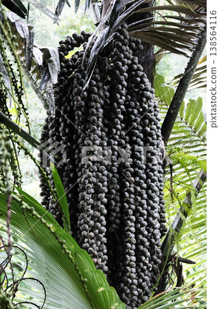 Fresh fruits of moriche palm tree or Sugar palm branch in tropical rainforest Fresh fruits of moriche palm tree or Sugar palm branch in tropical rainforest 138564116