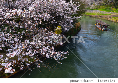 春天，櫻花，京都，宇治川支流，直落之國號遊船 138564124