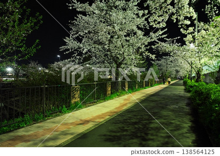 山崎川四季小徑沿線，夜晚櫻花盛開。 138564125