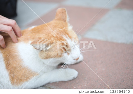Cat Cat 138564140
