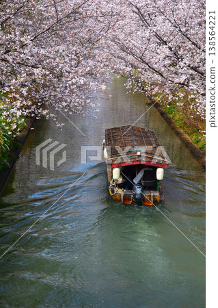 Spring, cherry blossoms, Kyoto, Uji River tributary, Jikkoku boat 138564221