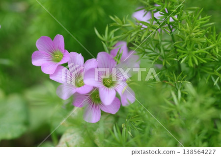 Imokatabami 138564227