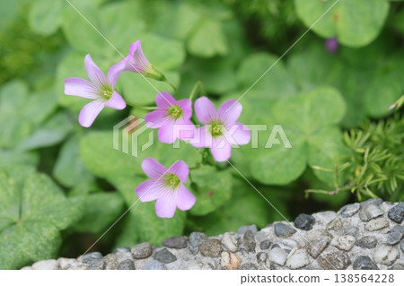 Imokatabami 138564228